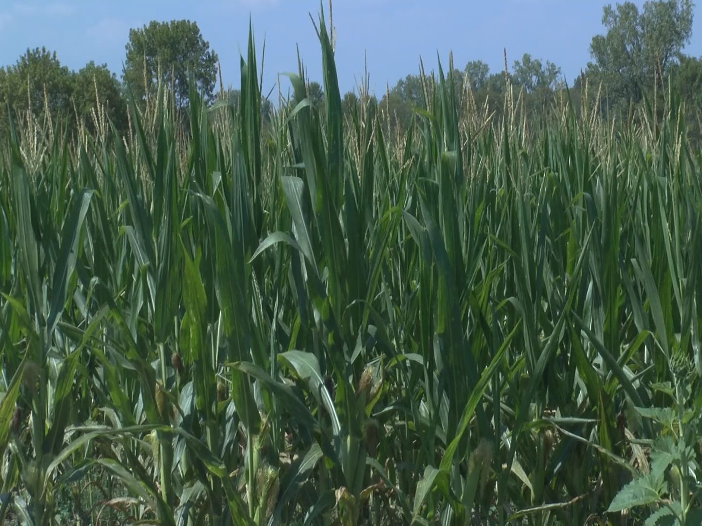 Corn Crop